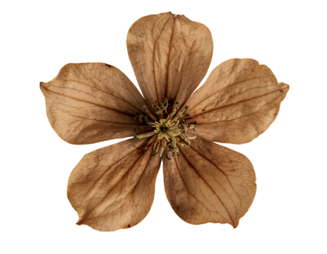 top view of a dried vintage brown flower with fragile petals on isolated background
