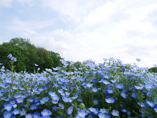 ネモフィラ