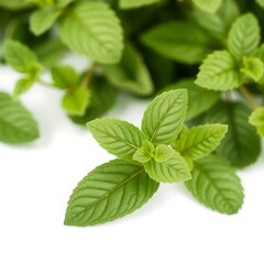 Refreshing sprigs of mint: A vibrant display on a pristine white canvas