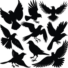 silhouettes of birds