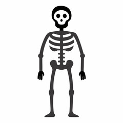 3d rendered illustration of a skeleton
