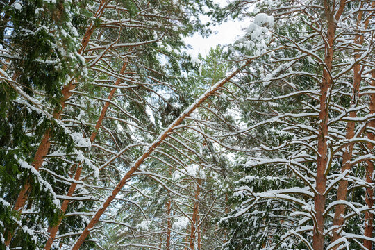Snow-covered pine trees in dense winter forest canopy - Powered by Adobe