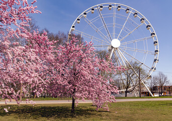 New white Ferris wheel near blossoming sakura trees in Victory Park, Riga. Latvia
