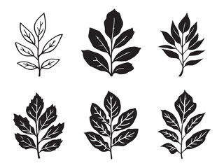 Acacia Leaves and Branches in Minimalist Line Art Form