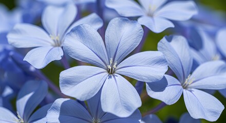 Blooming Blue Flowers Macro Shot with Delicate Petals