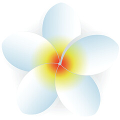 White blossom flower head vector isolated icon. Hawaiian or Tahitian bloom plant bud. Botanic nature floral design element