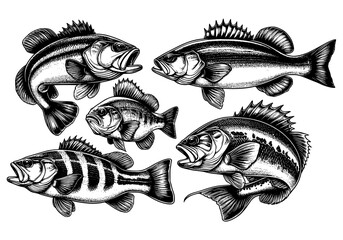 set of predator fish, bassfish lineart isolated on white