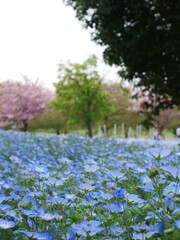 ネモフィラと桜