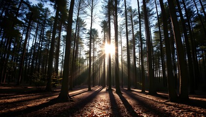 Forest sunburst, tall pine trees silhouettes, dramatic sun rays, dappled light on forest floor, long shadows, backlit trees, moody atmospheric woodland, golden hour, high contrast