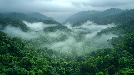 Obraz premium Misty mountain rainforest landscape.