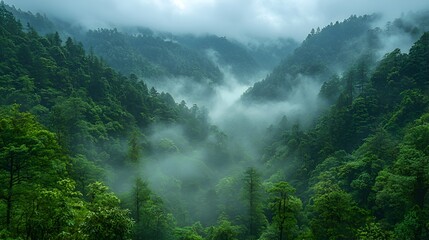 Misty green mountain forest landscape.