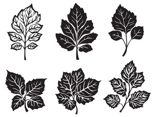 Artistic Line Drawing of a Graceful Coleus Leaf Illustration