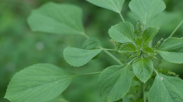 Acalypha indica or Indian acalypha also know as Indian Mercury or Indian Nettle. It is known for its medicinal use and the attraction of its root to domestic cats similar properties to catnip. 