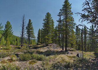 Russia, Buryatia. Panorama of the rocky peak of a mountain pass surrounded by taiga trees.