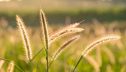 Wild Grass Heads Swaying in the Breeze