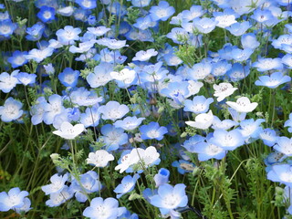ネモフィラ