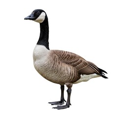 Fototapeta premium Canada Goose Bird Profile Isolated on White Background