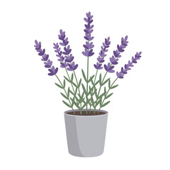 Fototapeta premium Simple vector illustration of blooming lavender in a gray pot on white background, concept for interior design and garden elements