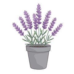 Fototapeta premium Simple vector illustration of a lavender plant with purple blossoms in a gray pot on white background, concept for garden design and home decor
