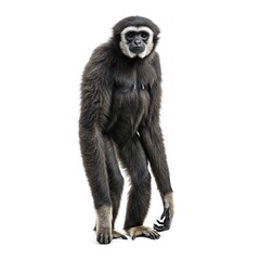 Obraz premium Lar Gibbon Standing Isolated on White Background