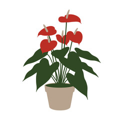 Fototapeta premium Simple vector illustration of anthurium plant with red waxy flowers in a pot, isolated on white background, concept for interior design and garden elements