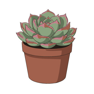 Simple vector illustration of echeveria succulent in a brown pot, rosette shape with green and pink leaves on white background, concept for interior design and garden elements