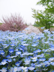 ネモフィラと桜