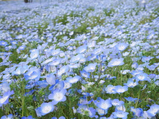 ネモフィラ