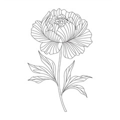 Peony Flower Thin Line Art Illustration

