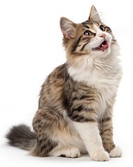 Obraz premium cat isolated on white background