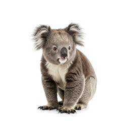 Fototapeta premium Cute Koala Sitting Wildlife Animal Portrait Photography