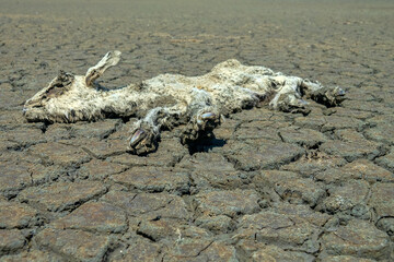 Severe drought leads to the drying up of reservoirs and the death of livestock (loss of cattle). A dead sheep on the cracked earth of the lake. Consequences of global warming