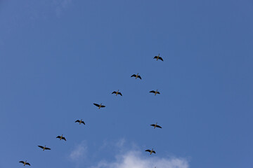 Seven geese in mid-flight scattered across a bright blue sky, captured in natural daylight.