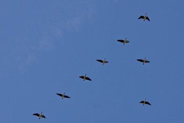 Seven geese in mid-flight scattered across a bright blue sky, captured in natural daylight.