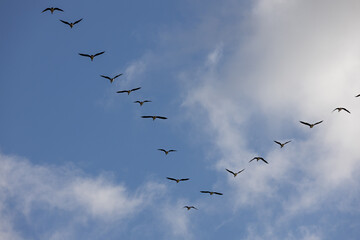 A flock of birds in a V-shape, soaring across a partly cloudy sky, symbolizing teamwork and seasonal migration.