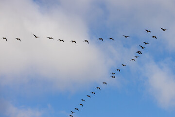 A flock of birds in a V-shape, soaring across a partly cloudy sky, symbolizing teamwork and...