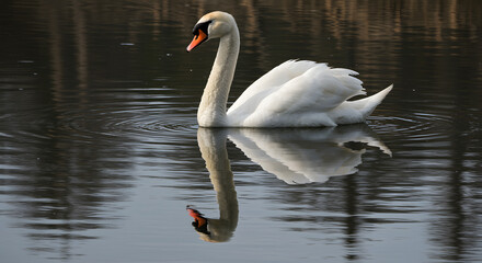 Serene Swan Reflection: A Majestic Waterbird Gracefully Gliding on Calm Waters