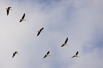 Seven geese in mid-flight scattered across a bright blue sky, captured in natural daylight.