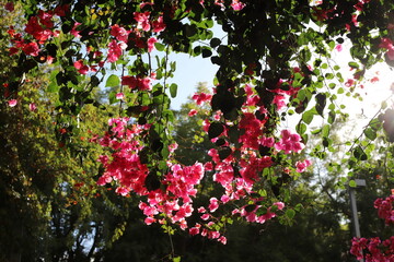 Natural background, nature close-up. Hot summer in Israel.