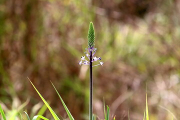 Natural background, nature close-up. Hot summer in Israel.