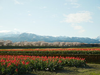富山の春の四重奏