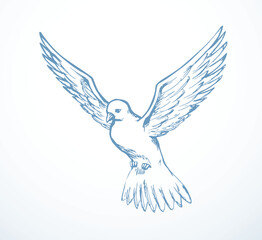 Obraz premium Vector drawing. Dove in the sky