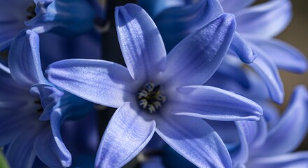 Close-up of Blooming Blue Hyacinth Flower in Spring