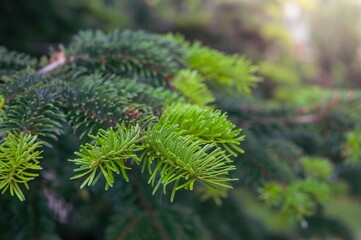 Close-up of vibrant green fir tree needles, capturing nature's fresh growth and beauty.