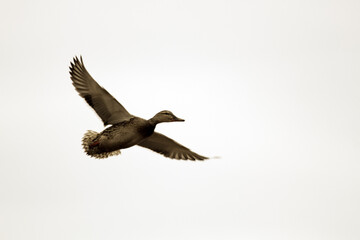A flying duck on a light background. Mallard, female