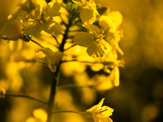 Obraz premium Rapeseed fields flowering spring time