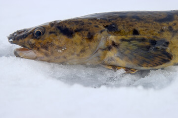 Winter (ice) fishing. Burbot (Lota lota) is a real winter fish. Burbot caught on the north frozen river in a hole and pulled out into the snow. Portrait, side view