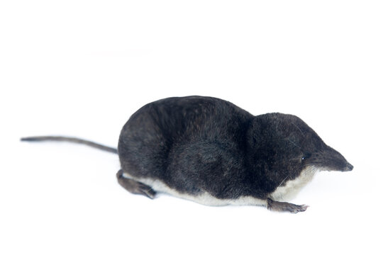 Eurasian water shrew (Neomys fodiens) greedy predator that eats more of its own weight, has teeth with saliva venenosa that paralyze even small size mammals, frog and preserves it for weeks