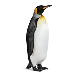Fototapeta premium King Penguin Bird Wildlife Animal Antarctica Nature