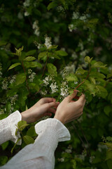 Hands Gently Touching Blooming Bird cherry Flowers in Nature, spring green and dreamy aesthetic, background with copy space